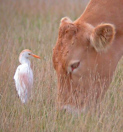 Cattle Egret